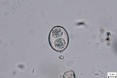 pes - vysporulovaná oocysta  Cystoisospora sp.