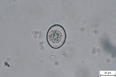 pes - nevysporulovaná oocysta  Cystoisospora sp.