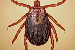 D. marginatus (samica - dorzálny pohľad)