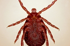 D. marginatus (samica - ventrálny pohľad)