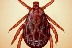 D. marginatus (samec - dorzálny pohľad)