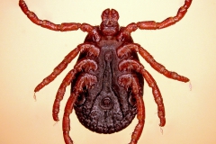 D. marginatus (samec - ventrálny pohľad)