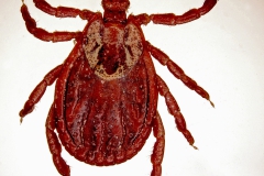 D. reticulatus (samica - dorzálny pohľad)