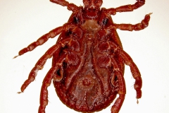 D. reticulatus (samica - ventrálny pohľad)