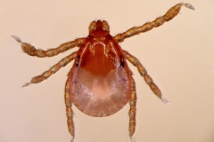 D. reticulatus (larva - dorzálny pohľad)