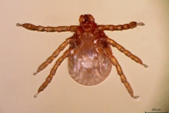 D. reticulatus (larva - ventrálny pohľad)