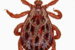 D. reticulatus (samec - dorzálny pohľad)