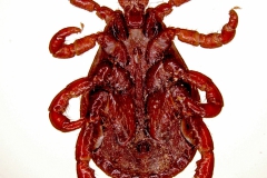 D. reticulatus (samec - ventrálny pohľad)