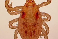 D. reticulatus (nymfa - dorzálny pohľad)