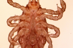 D. reticulatus (nymfa - ventrálny pohľad)