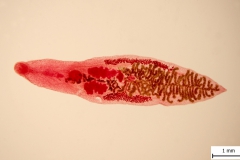 D. dendriticum - adult (trvalý mikropreparát)