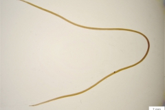♀ D. arnfieldy  (trvalý preparát)