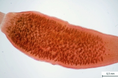 D. caninum - gravidný článok vyplnený kokónmi