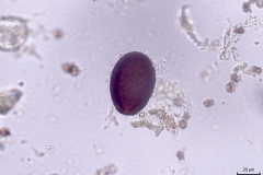 oocysta E. leuckarti