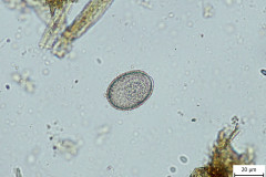 E. intricata - ovca