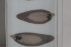 F.-hepatica-adult (makropreparát)