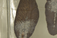 F. magna - adult (makropreparát)