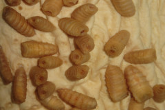 Gasterophilus spp. - larvy na sliznici žalúdka  - detail (trvalý makropreparát)