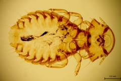G. gigas - dospelec (trvalý mikropreparát)