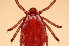 H. concina