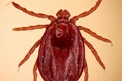 H. punctata