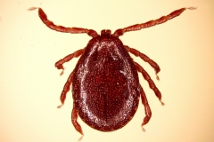H. inermis