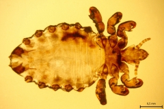 H. eurysternus - samica (trvalý mikropreparát)