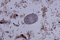 H. spumosa - vajíčko