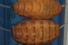 H. bovis - larvy (makropreparát)