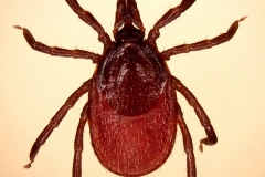 I. ricinus: samica - dorzálny pohľad
