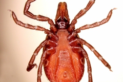 I. ricinus: samica - ventrálny pohľad