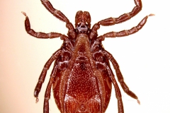 I. ricinus: samec - ventrálny pohľad