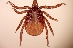 I. ricinus: nymfa - ventrálny pohľad