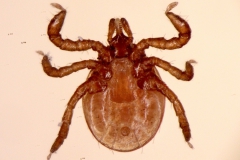 I. ricinus: larva - ventrálny pohľad