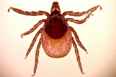 I. ricinus: nymfa - dorzálny pohľad