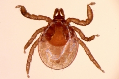 I. ricinus: larva - dorzálny pohľad
