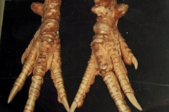 K. mutans - lézie na končatinách (trvalý makropreparát)