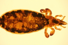 L. vituli - dospelec (trvalý mikropreparát)