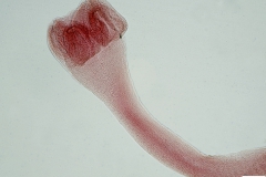 M. lineatus - scolex
