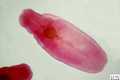 M. lineatus - zrelý článok (vajíčka  vo vnútri parauterínného orgánu)