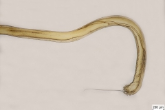 M. elongatus - chvost samca (trvalý mikropreparát)