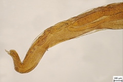 M. elongatus - chvost samice (trvalý mikropreparát)