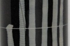 Moniezia spp.- adult
