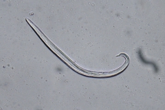 M. capillaris - larva prvého štádia