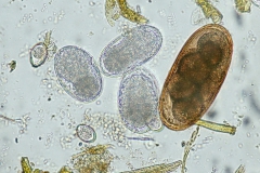 Eimeria spp. (vľavo), č. Trichostrongylidae (v strede), Nematodirus battus (vpravo)