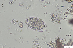 Oesophagostomum spp. - vajíčko