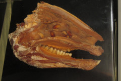 O. ovis - larvy v nosovej dutine ovce (makropreparát)
