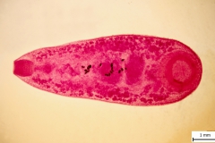 P. cervi - adult (farbený preparát)