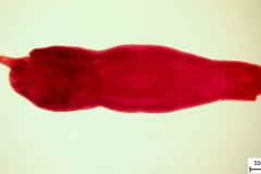P. minutus - dospelec (trvalý mikropreparát)