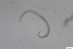 Protostrongylus spp. - larva prvého štádia